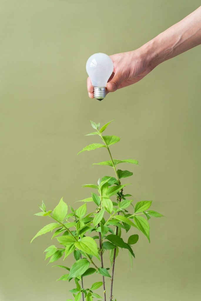 A hand holds a lightbulb above a young plant, symbolizing eco-friendly innovation.